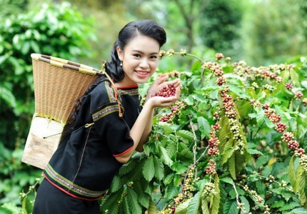 Đặc sản cà phê Buôn Ma Thuột