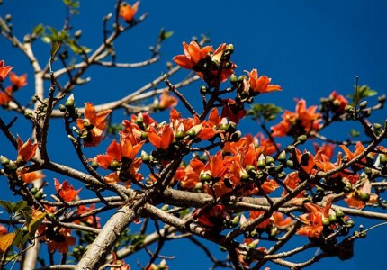 Đắm mình trong sắc hoa Pơ Lang Kon Tum