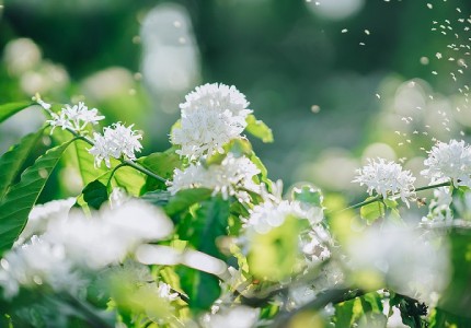 Bí kíp du lịch Tây Nguyên dịp Tết 