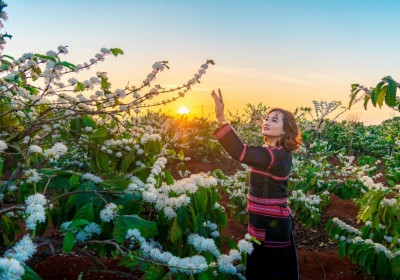 Tour Du Lịch Tây Nguyên 5 Ngày 4 Đêm Mùa Hoa Cà Phê