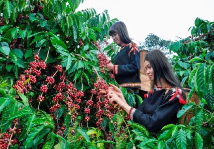 Khám phá cà phê Tây Nguyên