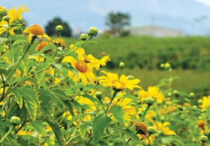 Lễ hội hoa dã quỳ Tây Nguyên