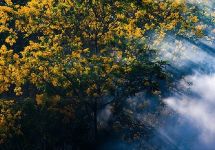 Tham quan mùa hoa muồng vàng Gia Lai