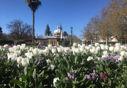 Lễ hội hoa tulip Úc - Bendigo