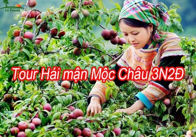 Tour Hái Mận Mộc CHâu 3 Ngày 2 Đêm Từ Hà Nội Hè 2024