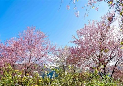 Hoa Tớ Dày Mù Cang Chải – Bản Tình Ca Màu Hồng Giữa Núi Rừng Tây Bắc
