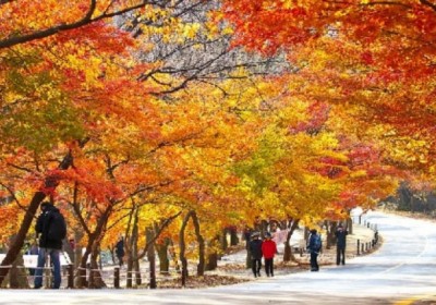 Tour Du Lịch Hàn Quốc: Busan – Daegu - Seoul 6 Ngày 5 Đêm 