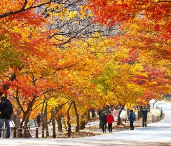 Tour Du Lịch Hàn Quốc: Busan – Daegu - Seoul 6 Ngày 5 Đêm 