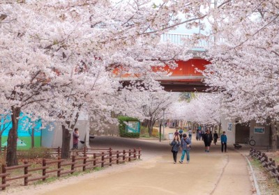 Tour Hà Nội - Seoul - Jeju - Nami - Everland Mùa Hoa Anh Đào 6 Ngày 5 Đêm (Bay Asiana Airlines (OZ)