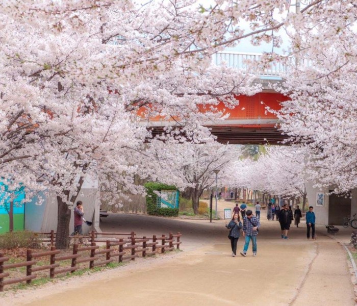 Tour Hà Nội - Seoul - Jeju - Nami - Everland Mùa Hoa Anh Đào 6 Ngày 5 Đêm (Bay Asiana Airlines (OZ)