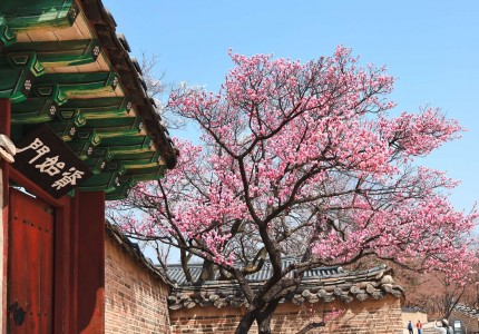 Lên Lịch Tận Hưởng Vẻ Đẹp Hoa Anh Đào Hàn Quốc
