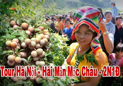 Tour Hái Mận Mộc Châu 2 Ngày 1 Đêm