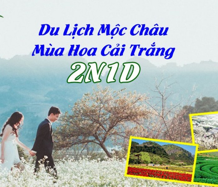 Du Lịch Mộc Châu Mùa Hoa Cải Trắng 2 Ngày 1 Đêm
