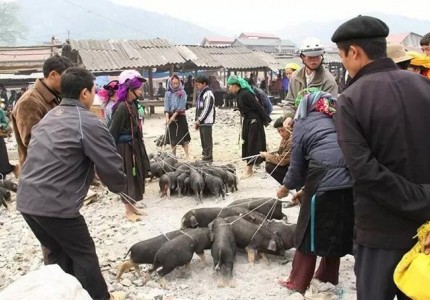 Lợn cắp nách - đặc sản không thể bỏ qua khi đến Lai Châu