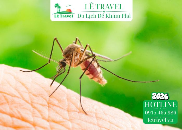 Ở giữa biển có muỗi không? Sự thật khiến nhiều người bất ngờ