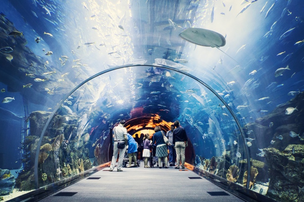 Thăm thú tại Dubai
