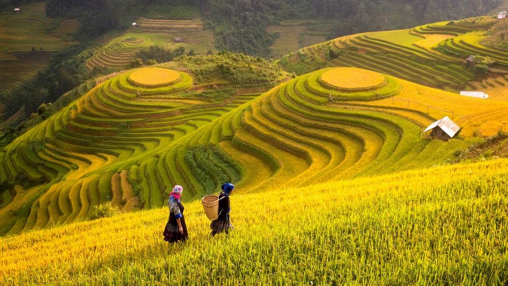 Ngắm nhìn vẻ đẹp của ruộng bậc thang