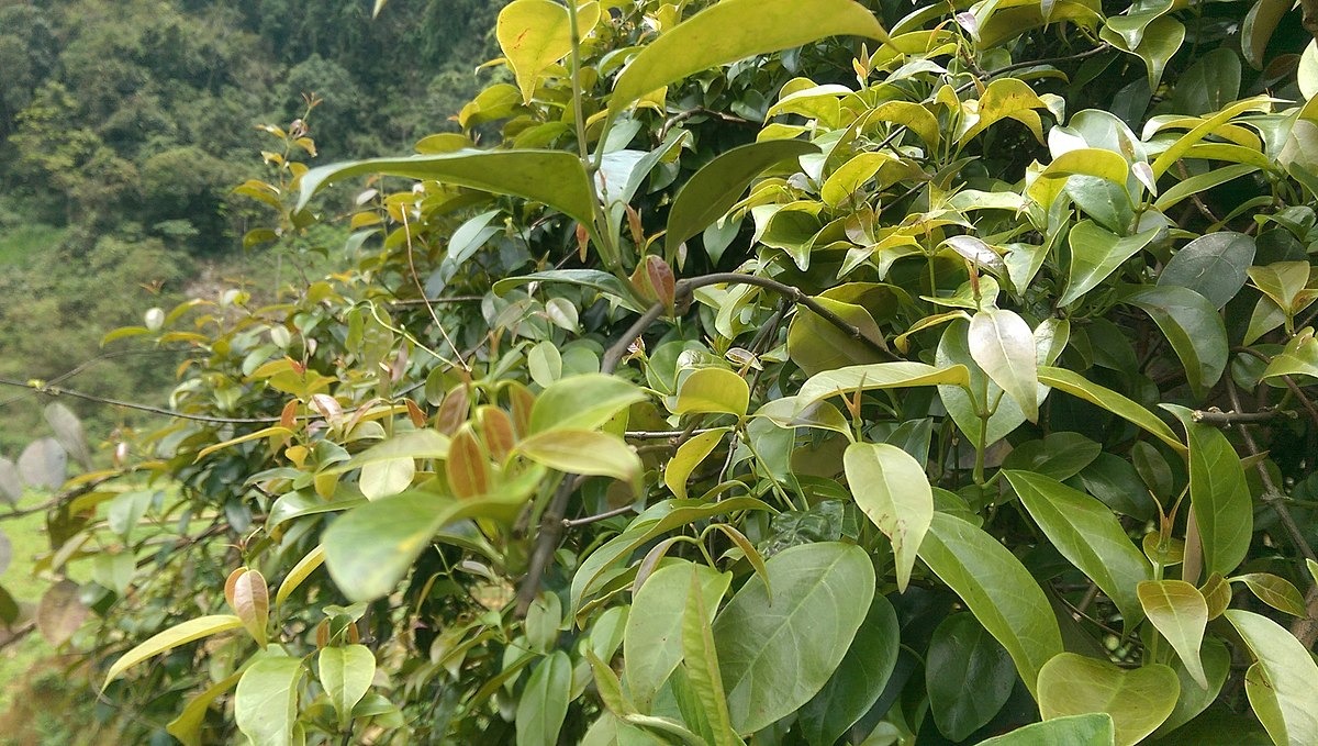 Lá lồm - Đặc trưng ẩm thực của người Mường