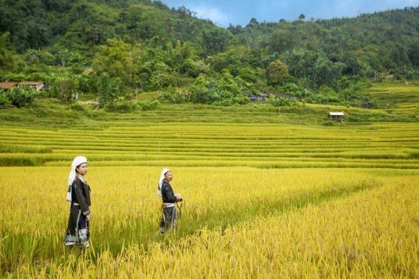 Hoài Khao mùa vàng